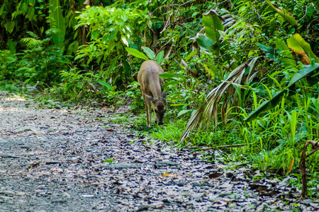 哥斯达黎加国家公园鹿