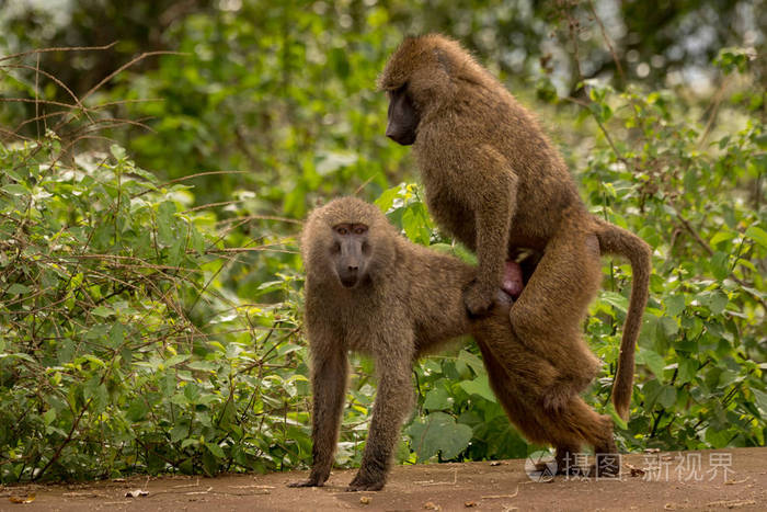 橄榄狒狒在墙上靠灌木交配