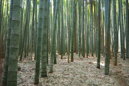 竹林，竹林在岚山，京都，日本