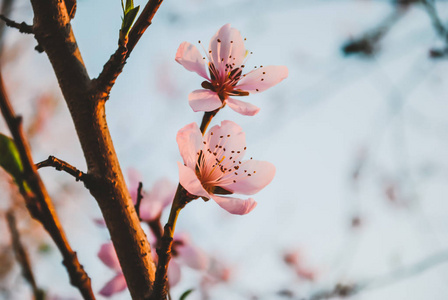 桃花在花园里