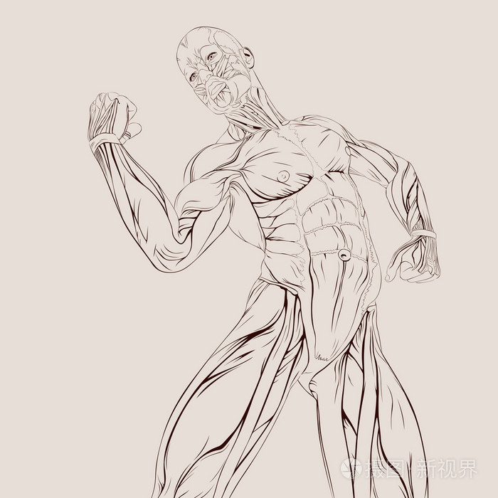 人体肌肉解剖插画