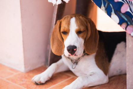 小猎犬睡在地板上