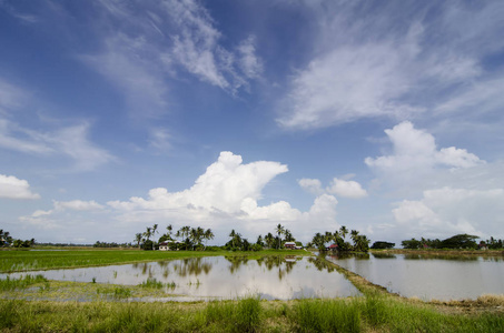 美丽的风景农村包围后收获季节的稻田。蓝天和白云倒映在地面