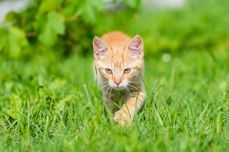 小猫的画像穿过草地。浅埋深度