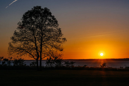一棵树在日落, 在麋鹿脖子州立公园, 马里兰州