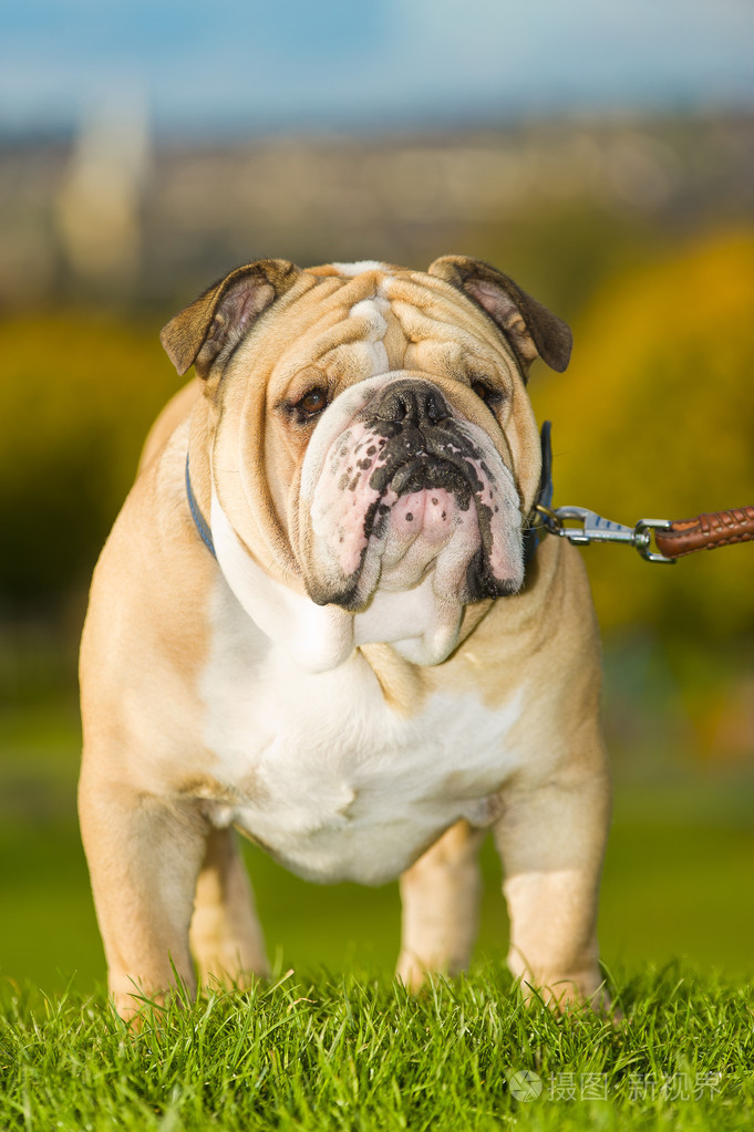 美丽的狗英国牛头犬户外