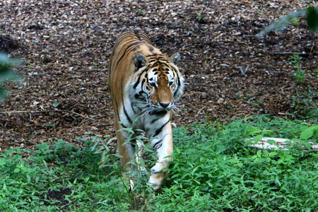 大老虎住在卢布尔雅那的动物园里, 斯洛文尼亚