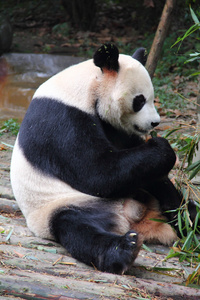 我看熊猫吃竹笋图片