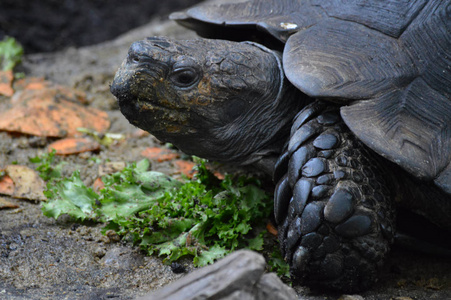 亚洲森林龟吃生菜