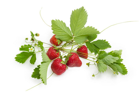 几个成熟新鲜浆果的花园草莓与叶子之间的野生草莓茎和花朵在白色的背景