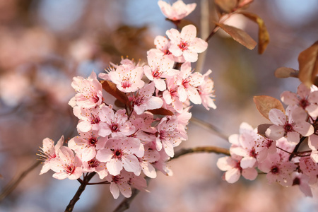 樱桃花