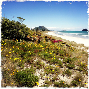 鲜花覆盖在海滩的沙丘