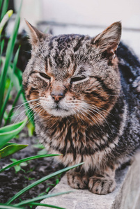 灰色野猫摆在相机上