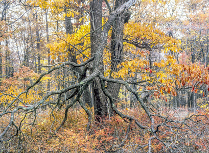 在森林中，美国东北部的秋天