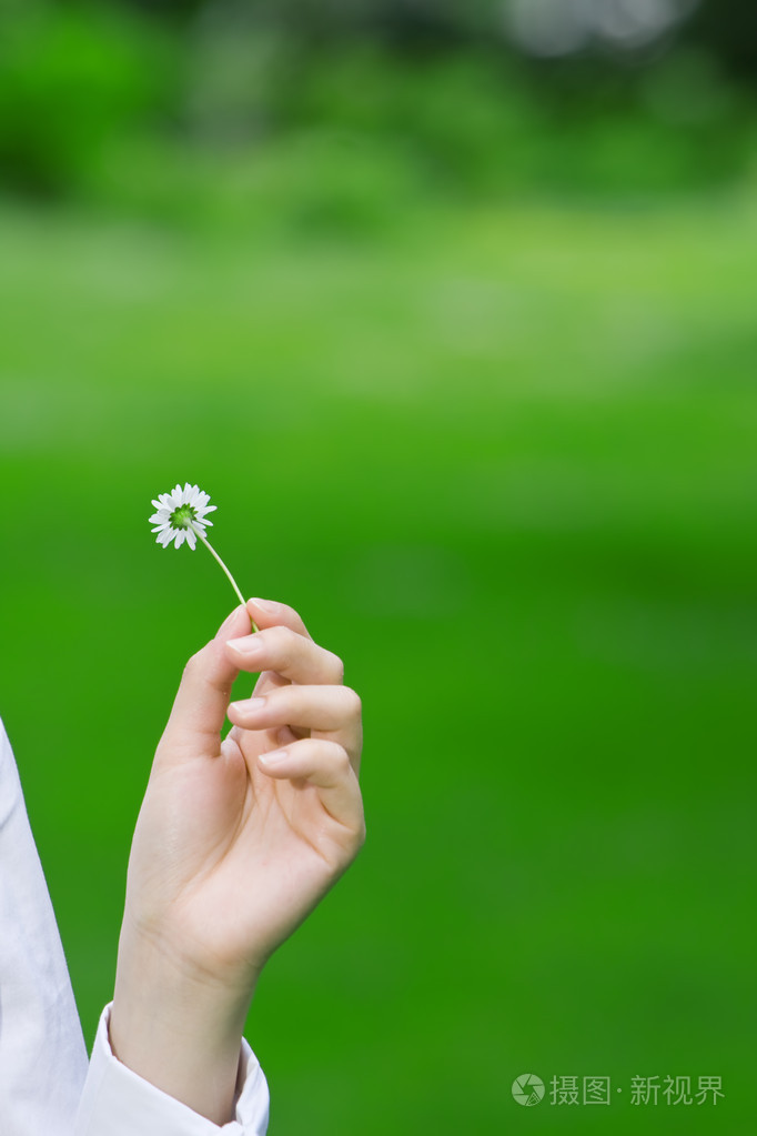 女手拿一朵雏菊