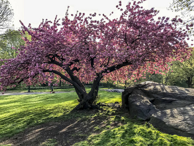 石楠或日本樱桃也叫山樱桃, 东方樱桃在中央公园, 纽约市