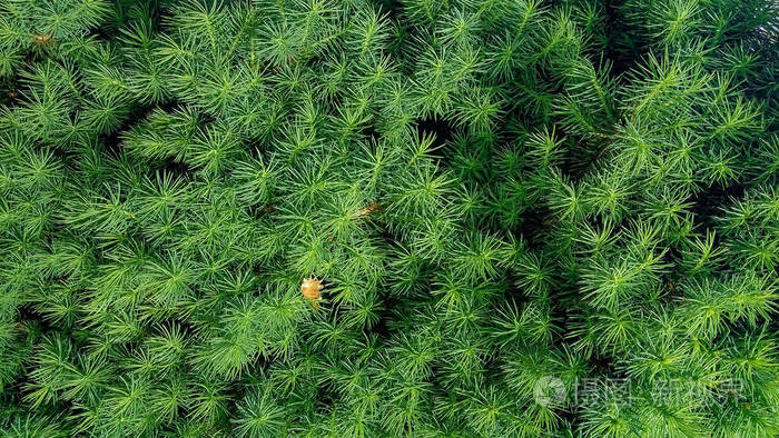 新鲜绿色针叶树