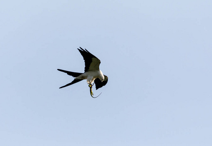 燕子风筝飞燕子尾 elanoides forficatus 与古巴骑士变色龙在它的离合