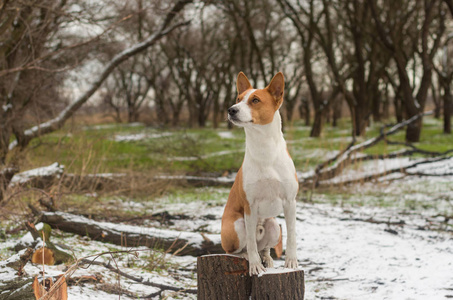 豪华 basenji 狗的户外肖像坐在一个存根在冬季公园