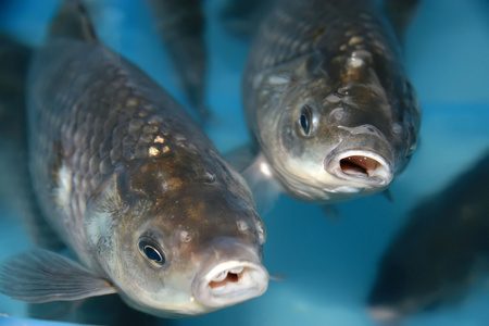 鲫鱼在游泳池中游泳照片