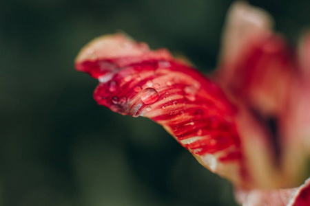 雨后花花瓣上的水滴