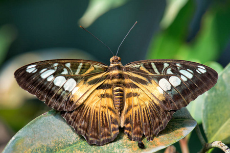 蝴蝶Parthenos 西尔维亚, 美丽多彩的 butterly 从亚洲灌木和森林