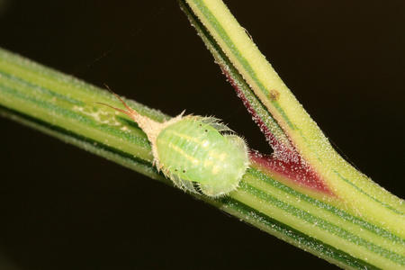 关于绿色的植物昆虫