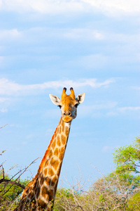 优雅的长颈鹿吃树的分支在南非克鲁格国家公园