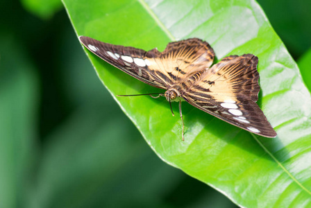 蝴蝶Parthenos 西尔维亚, 美丽多彩的 butterly 从亚洲灌木和森林