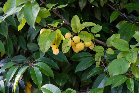 从树上吊起的成熟黄色水果特写视图