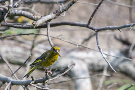 男性欧洲 greenfinch 或虎尾虎尾