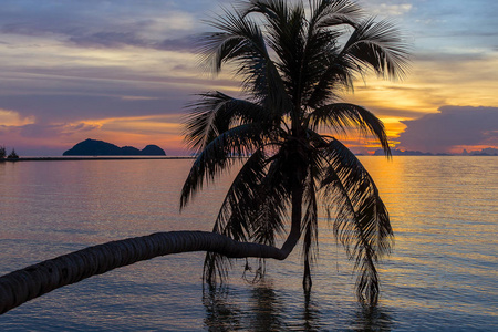 椰子棕榈树剪影在日落在热带海滩在海水附近, 海岛帕岸岛, 泰国