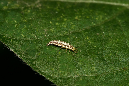 蛉幼虫大草蛉黎照片