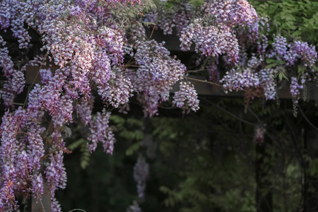 丁香花园里的花