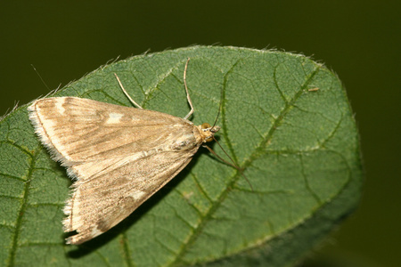 tsingtauica 浦蛾类昆虫在叶子上蚕的茧宏详细介绍了许多蚕蛾类昆虫