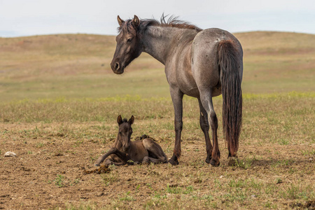 犹他州沙漠中的野马马和她的马驹