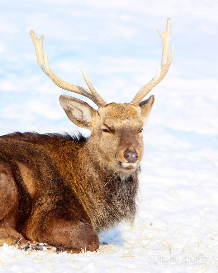 大角鹿雄性的肖像在冬天的白雪背景下一头野兽的头垂直图像