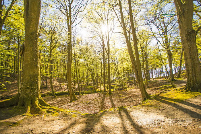 春天的森林柔和阳光的光芒