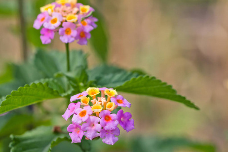 红玫瑰 美丽玫瑰 白篱笆 玫瑰花 夏花 鲜花相似素材图片 摄图新视界