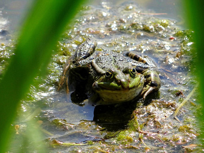 在丛林与湖场面湖上睡莲叶子上的青蛙在多瑙河三角洲的水中常见的绿蛙
