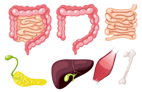 一组人体器官插图