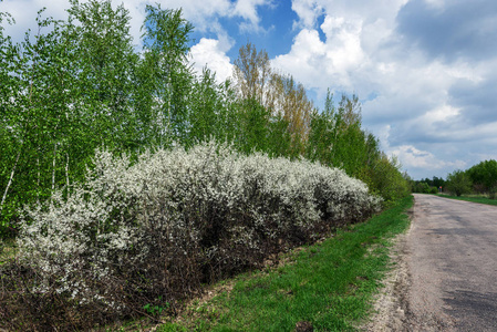 荆棘分叉路图片