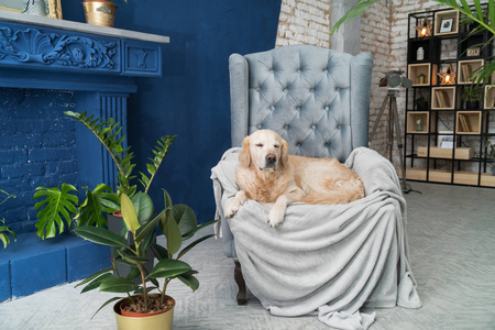 金色猎犬犬在现代室内的灰色扶手椅上摆姿势