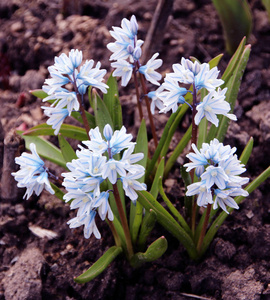 Puschkinia 枣儿或条纹 squill 花盛开