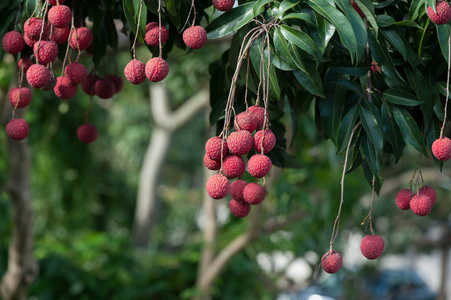 荔枝在树上生长的热带水果