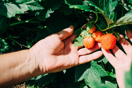 女农夫一只手捧着红熟的草莓