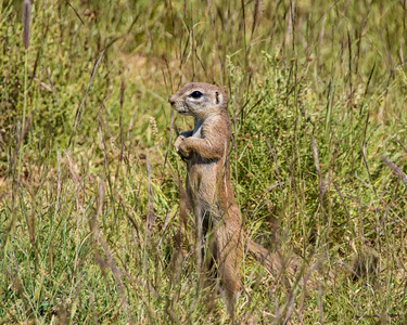 非洲地面松鼠在草在南部非洲稀树草原