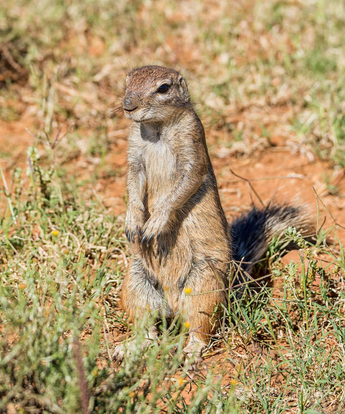 非洲地鼠在南部非洲草原上的牧草