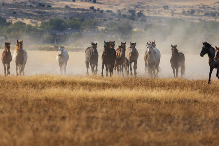 一群野马在犹他州的沙漠中奔跑