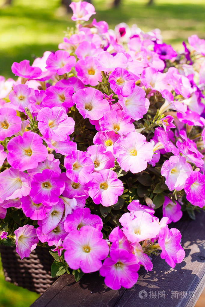 美丽的粉红色的矮牵牛花矮牵牛在花园软的焦点